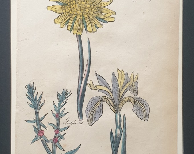 Goatsbeard, Glasswort and Gladwyn - Original c1810 Culpeper print