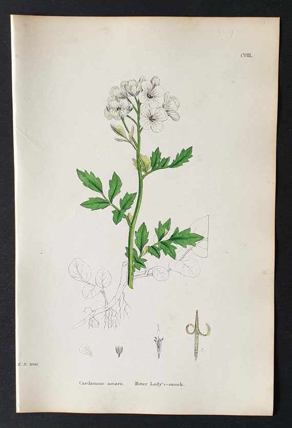 Original 1863 hand coloured botanical print - Bitter Lady's Smock