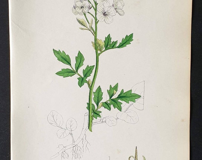 Original 1863 hand coloured botanical print - Bitter Lady's Smock