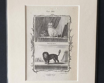 Shock Dog and Lion Dog - Original 1791 Buffon print in mount