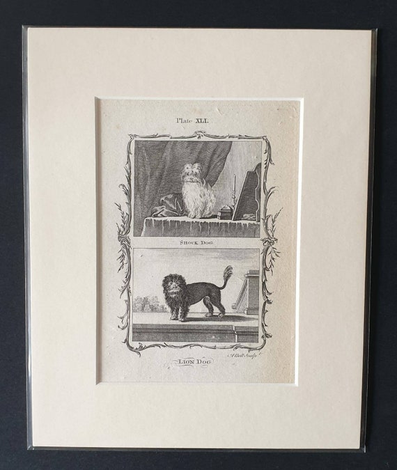 Original 1791 Buffon print in mount - Shock Dog and Lion Dog