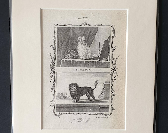 Original 1791 Buffon print in mount - Shock Dog and Lion Dog