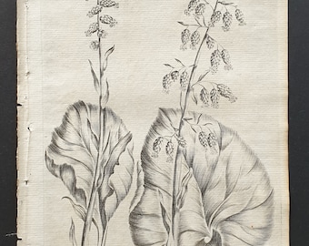 Commonand Tall Butterbur- Original 1802 Culpeper engraving (26)