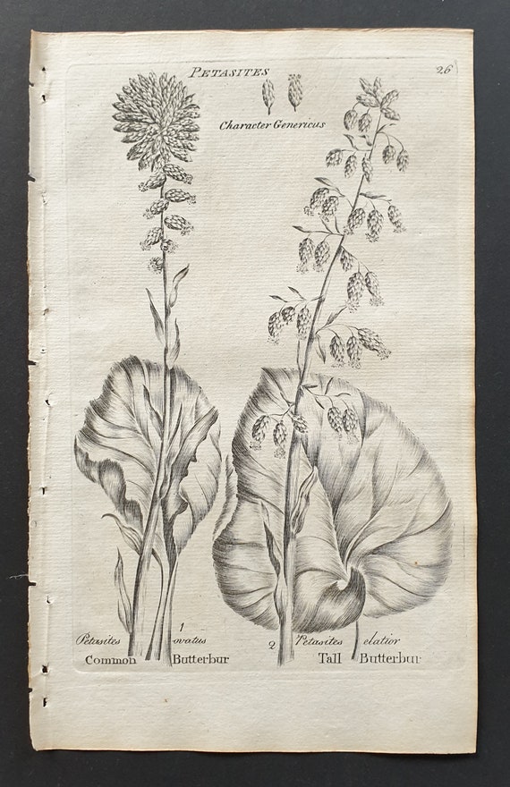 Commonand Tall Butterbur- Original 1802 Culpeper engraving (26)