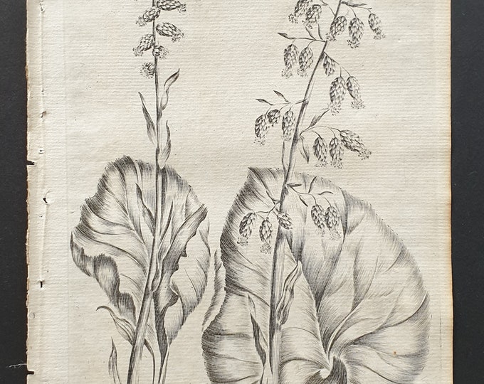 Commonand Tall Butterbur- Original 1802 Culpeper engraving (26)