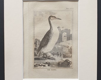 The Imber -  Original 1812 Buffon print in mount (213)