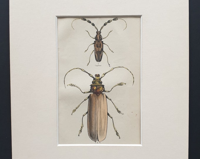 Longhorn Beetles - Original c1860 hand coloured beetle print in mount