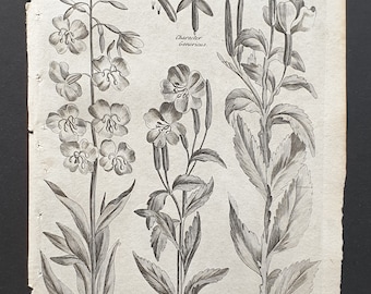 Rosebay, Hairy and Great Flowered Willowherb - Original 1802 Culpeper engraving (191)