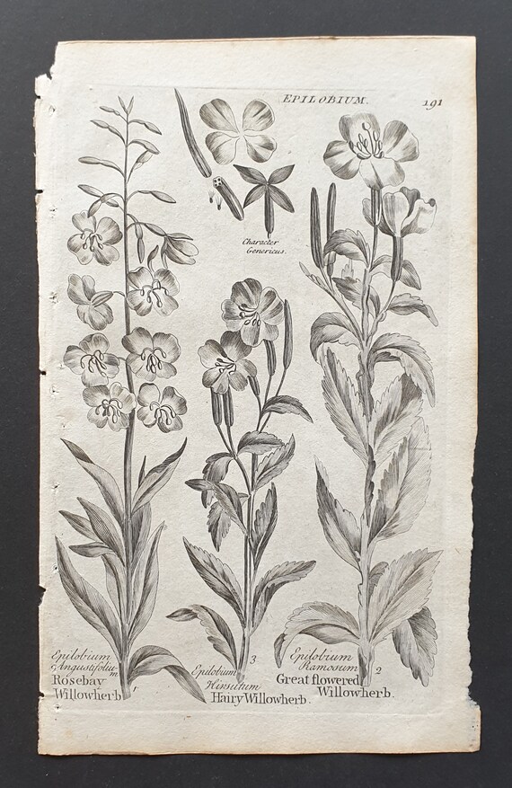 Rosebay, Hairy and Great Flowered Willowherb - Original 1802 Culpeper engraving (191)