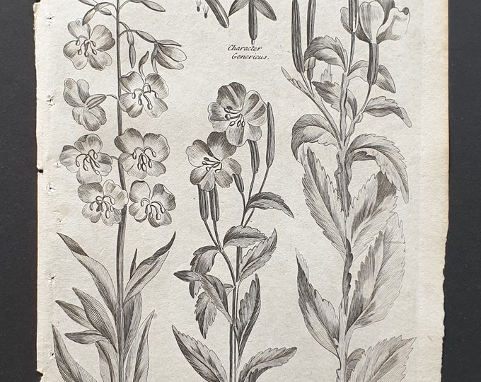 Rosebay, Hairy and Great Flowered Willowherb - Original 1802 Culpeper engraving (191)