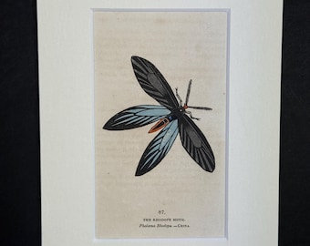 The Rhodope Moth - Original 1832 Hand Coloured Antique Print