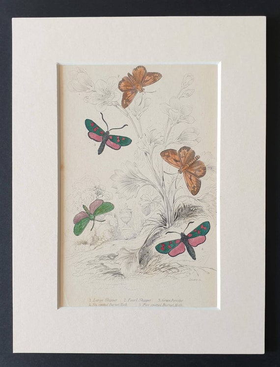 Original 1830 hand coloured butterflies and moths print - Large Skipper and Burnet Moths