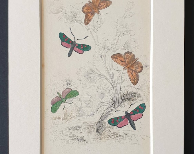 Original 1830 hand coloured butterflies and moths print - Large Skipper and Burnet Moths