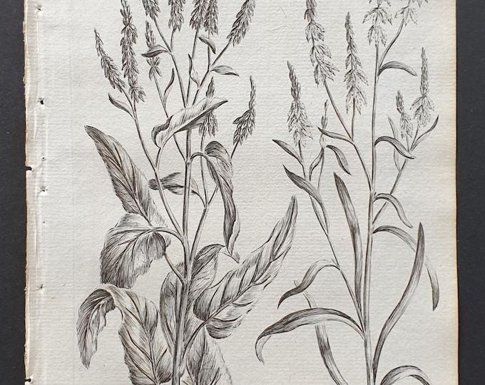 Bloody and Golden Dock - Original 1802 Culpeper engraving (57)