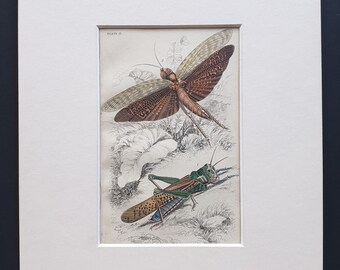 Locusts (Locusta migratoria, Locusta Dux) - Original c1860 hand coloured insect print in mount