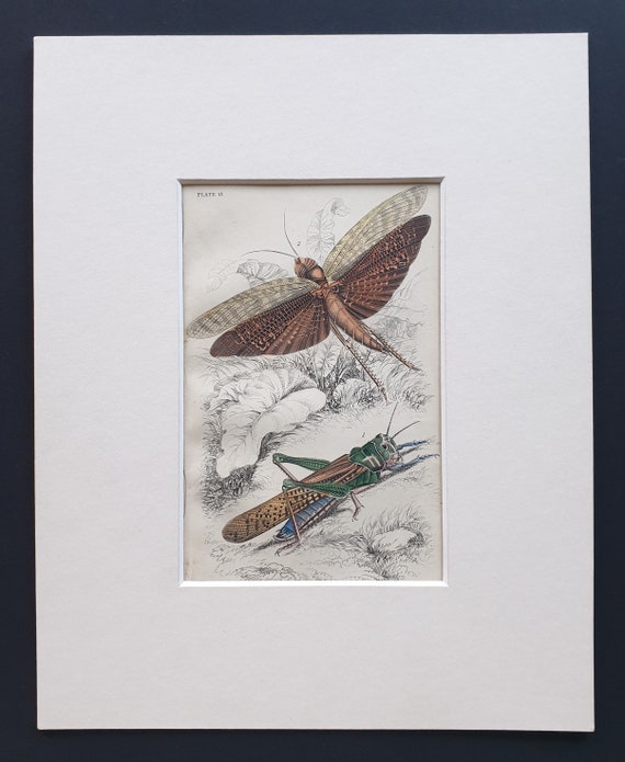 Locusts (Locusta migratoria, Locusta Dux) - Original c1860 hand coloured insect print in mount