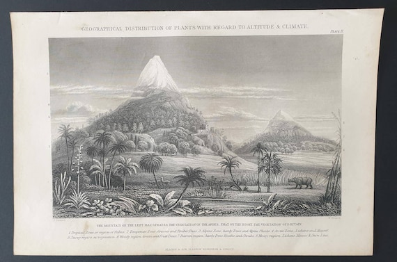 Original 1877 The Vegetable  Kingdom engraving - Geographical Distribution of Plants, Altitude and Climate