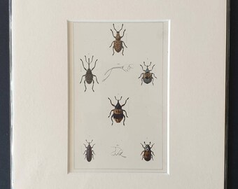 Beetles - Original hand coloured 1890 print in mount