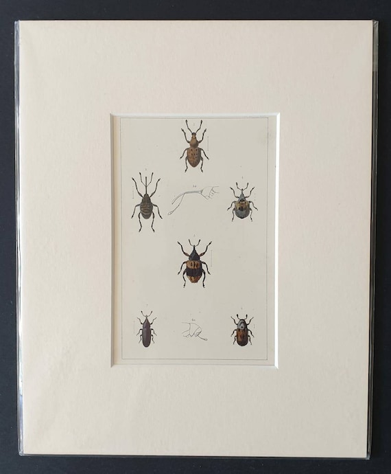 Original hand coloured 1890 beetle print in mount