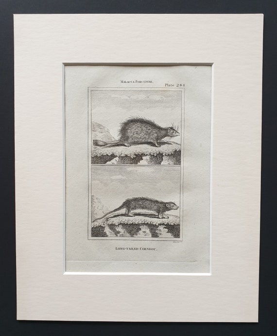 Long Tailed Coendou - Original 1812 Buffon print in mount