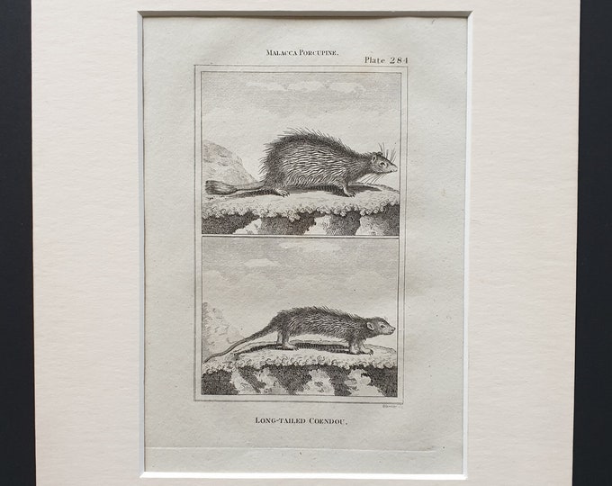 Long Tailed Coendou - Original 1812 Buffon print in mount