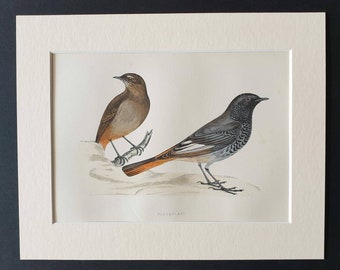 Blackstart - Original 1891 hand coloured bird print in mount