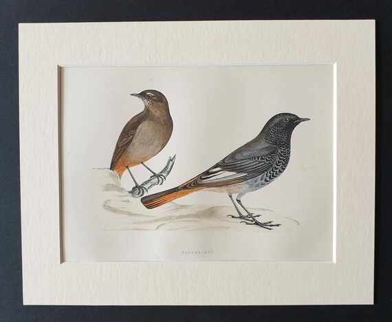 Original 1891 hand coloured bird print in mount - Blackstart