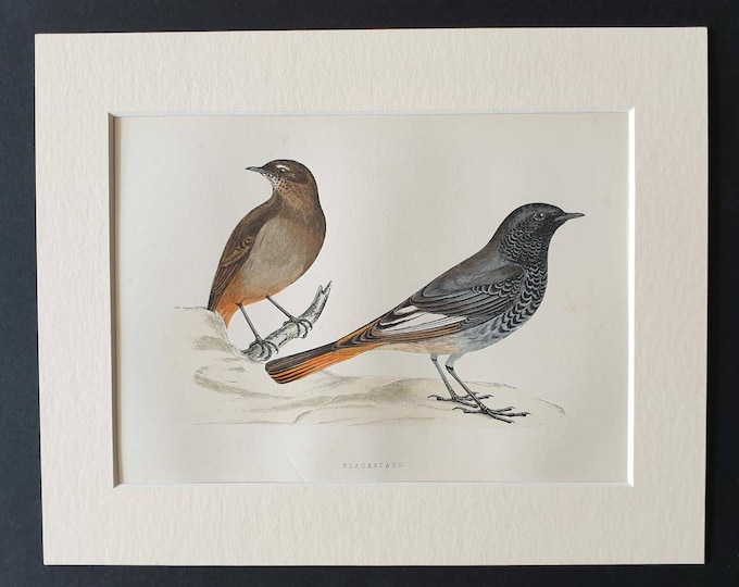 Original 1891 hand coloured bird print in mount - Blackstart