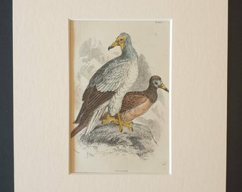Neophron - Original c1840 hand coloured bird print in mount