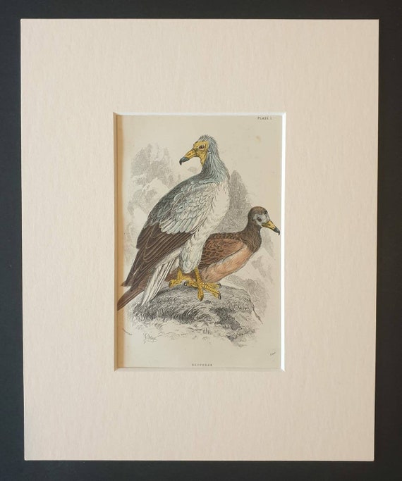 Original c1840 hand coloured bird print in mount - Neophron