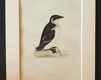 Rotche - Original 1891 hand coloured bird print in mount