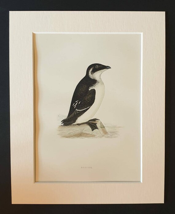 Original 1891 hand coloured bird print in mount - Rotche