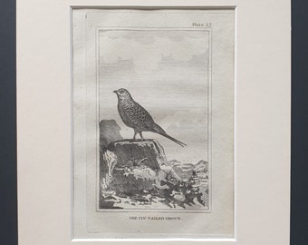 The Pin Tailed Grous - Original 1812 Buffon print in mount (37)