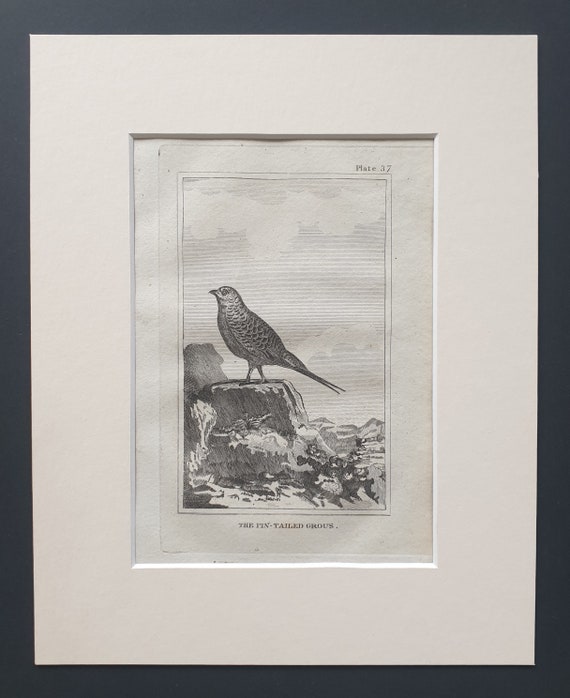 The Pin Tailed Grous - Original 1812 Buffon print in mount (37)