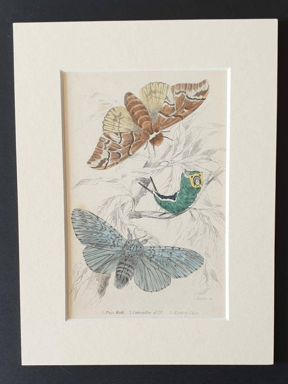 Original 1830 hand coloured butterflies and moths print - Puss Moth and Kentish Glory