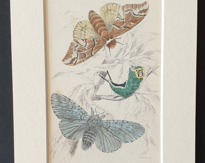 Original 1830 hand coloured butterflies and moths print - Puss Moth and Kentish Glory