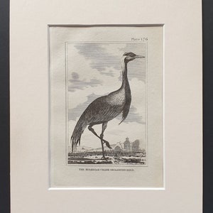 May include: Black and white illustration of a crane bird, Plate 176, with the text "THE NUMIDIAN CRANE OR DANCING BIRD." The bird is standing on one leg in a landscape setting with a cloudy sky.
