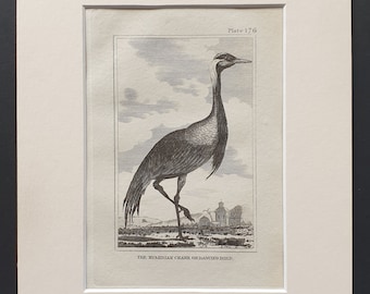 The Numidian Crane Ordancing Bird - Original 1812 Buffon print in mount (176)