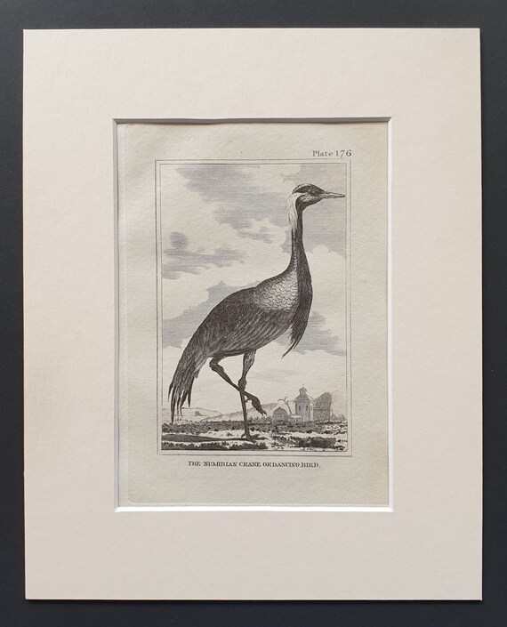 The Numidian Crane Ordancing Bird - Original 1812 Buffon print in mount (176)