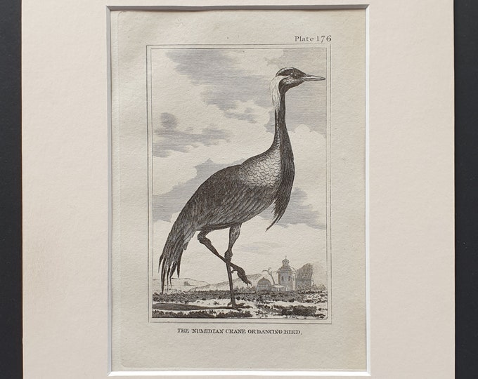 The Numidian Crane Ordancing Bird - Original 1812 Buffon print in mount (176)