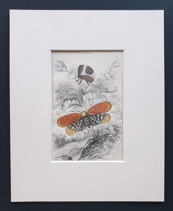 Aphana Submaculata, Membracis Foliata - Original c1860 hand coloured insect print in mount
