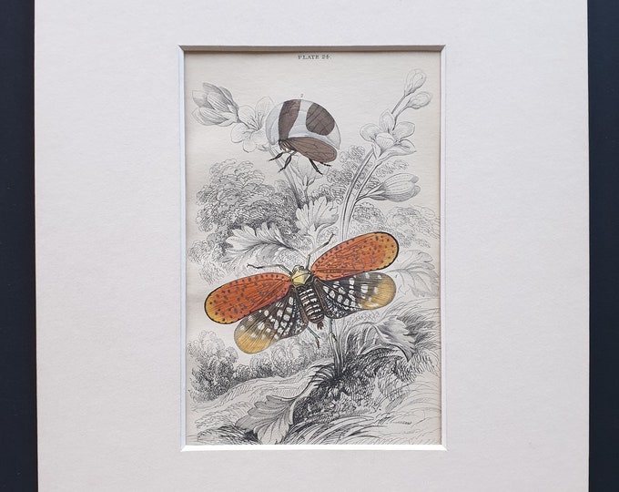 Aphana Submaculata, Membracis Foliata - Original c1860 hand coloured insect print in mount