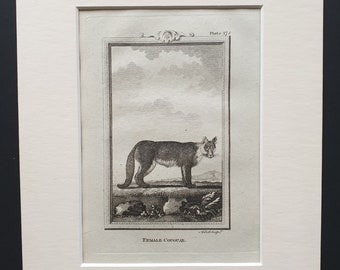 Female Couguar - Original 1812 Buffon print in mount