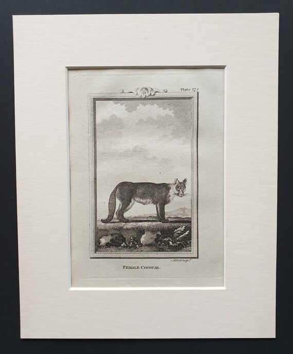 Female Couguar - Original 1812 Buffon print in mount
