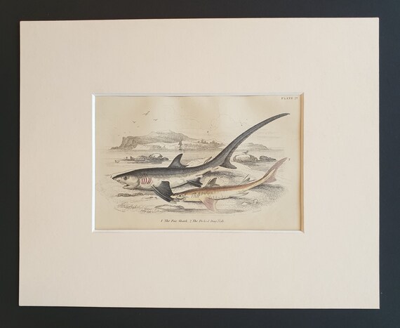 The Fox Shark, The Picked Dog Fish - Original c1860 hand coloured fish print in mount
