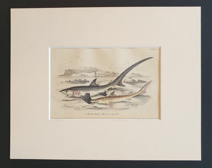 The Fox Shark, The Picked Dog Fish - Original c1860 hand coloured fish print in mount