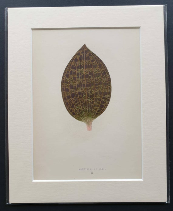 Original 1868 leaf print 'Anoectochilus Lowii'