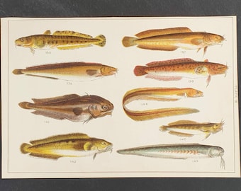 Original 1915 fish print - Plate 18