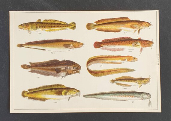 Original 1915 fish print - Plate 18