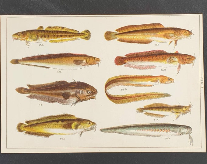 Original 1915 fish print - Plate 18